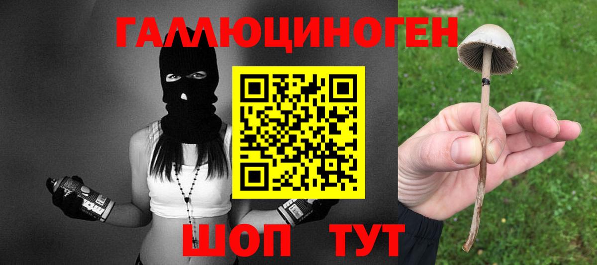 Псилоцибиновые грибы Psilocybine cubensis  Балабаново  наркошоп  Псилоцибиновые грибы Psilocybe 